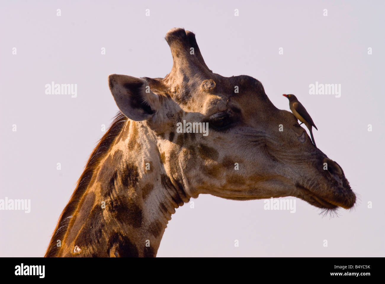 Giraffes, Red-billed Oxpecker, Kruger national park, Mpumalanga, South Africa Stock Photo