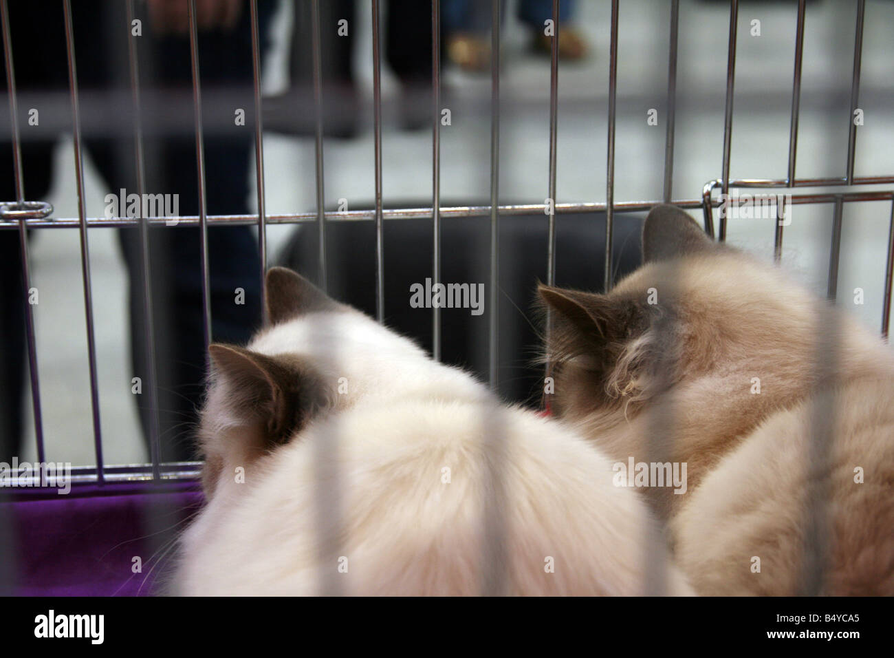 cute tired cats sleeping in cage at cat show in rome Stock Photo Alamy