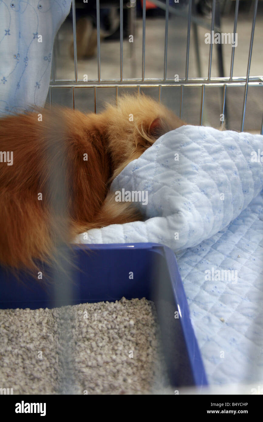cute tired cat sleeping in cage at cat show in rome Stock Photo Alamy