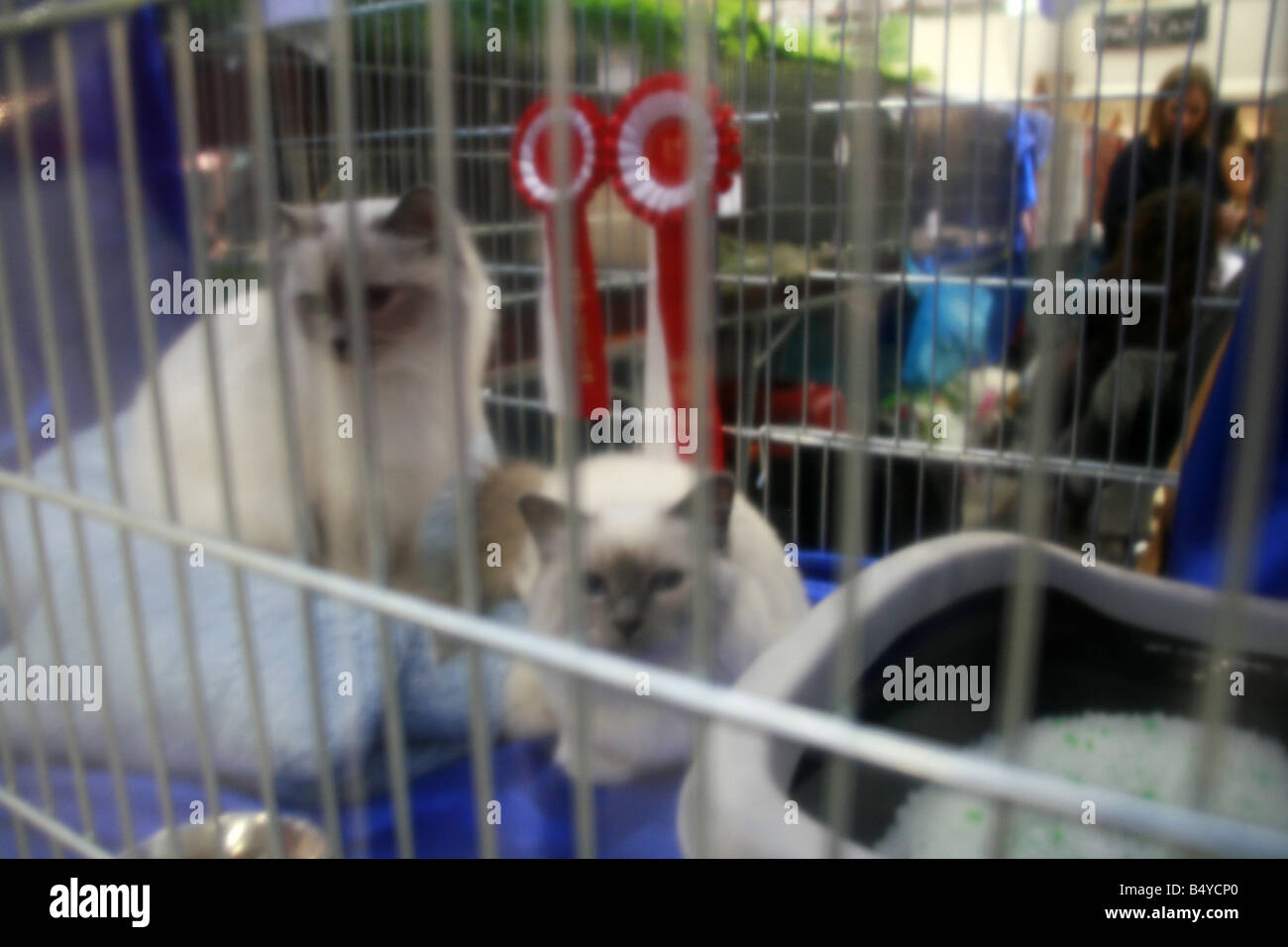 Winner cat show hi res stock photography and images Page 3 Alamy