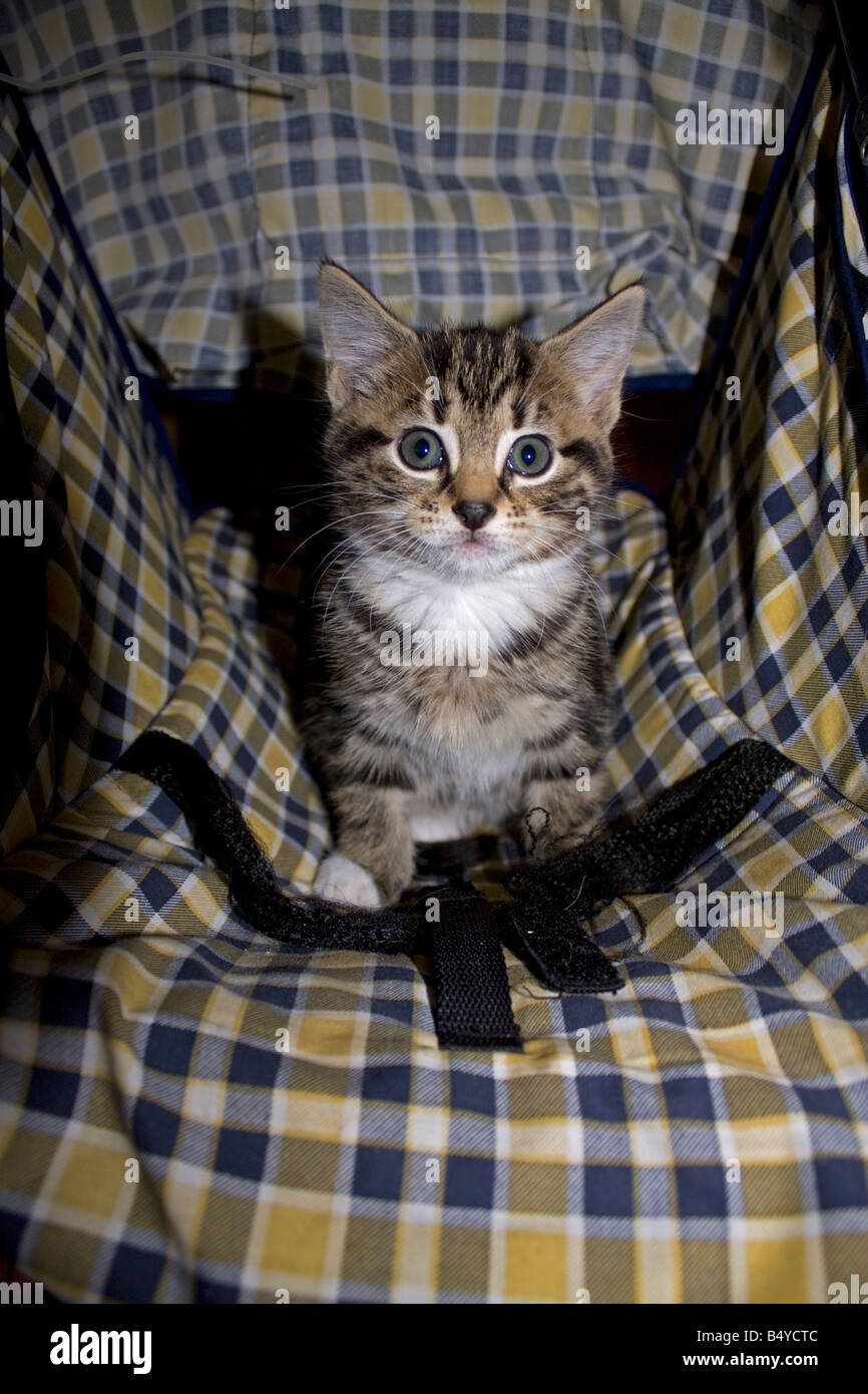 Young tabby kitten Cotswolds UK Stock Photo - Alamy