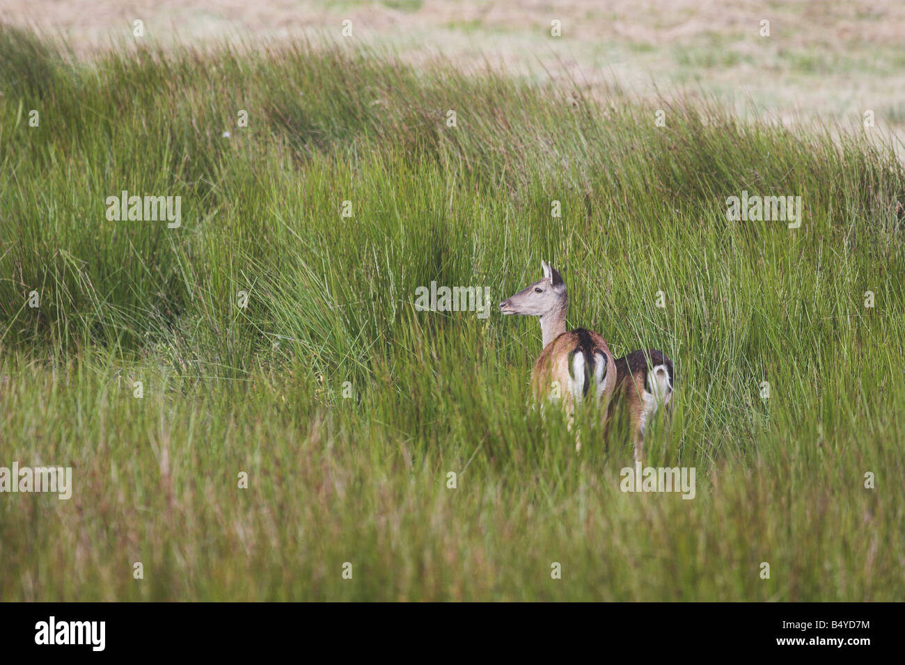 2 Fallow Deer in long grass Stock Photo