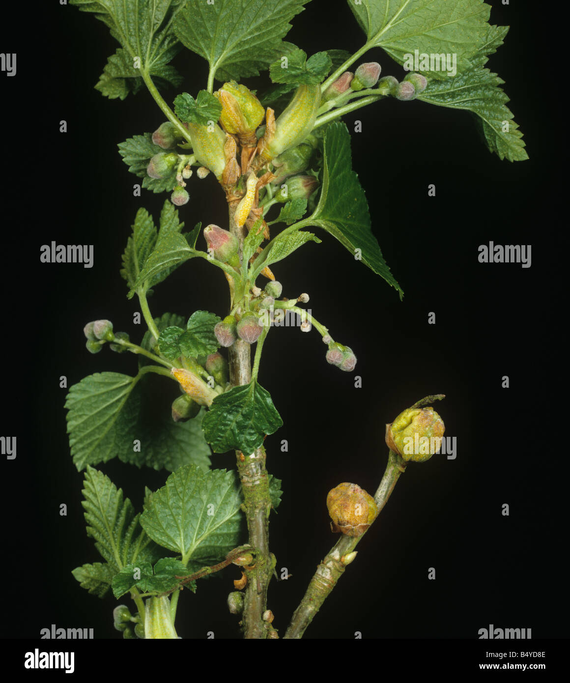 Blackcurrant gall mite Cecidophyopsis ribis big bud damage to blackcurrant shoot Stock Photo