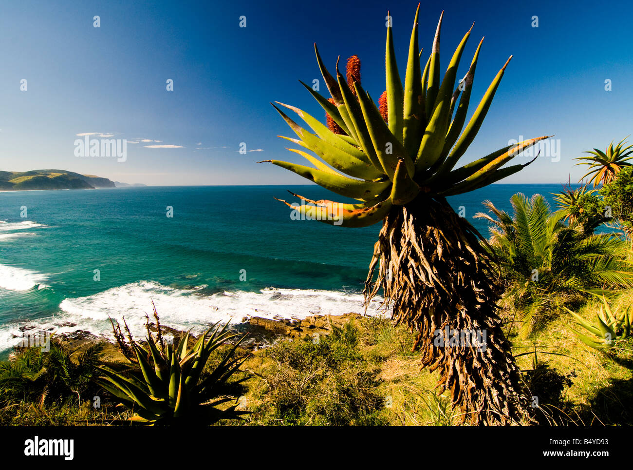 Aloe, Coast, Wildcoast, Transkei, Eastern Cape, South Africa Stock Photo