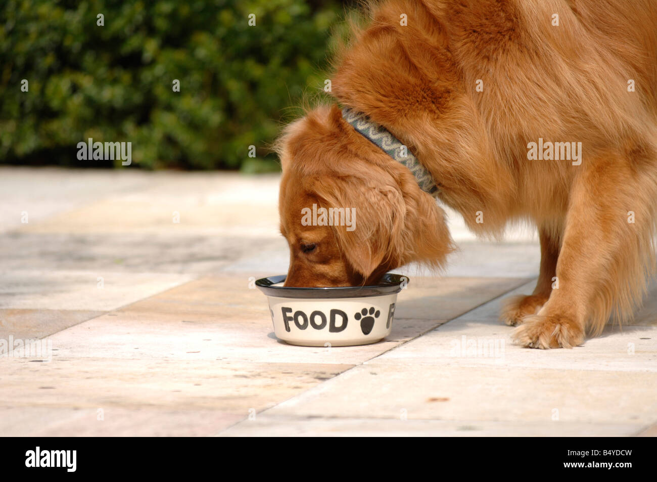 golden retriever eating food