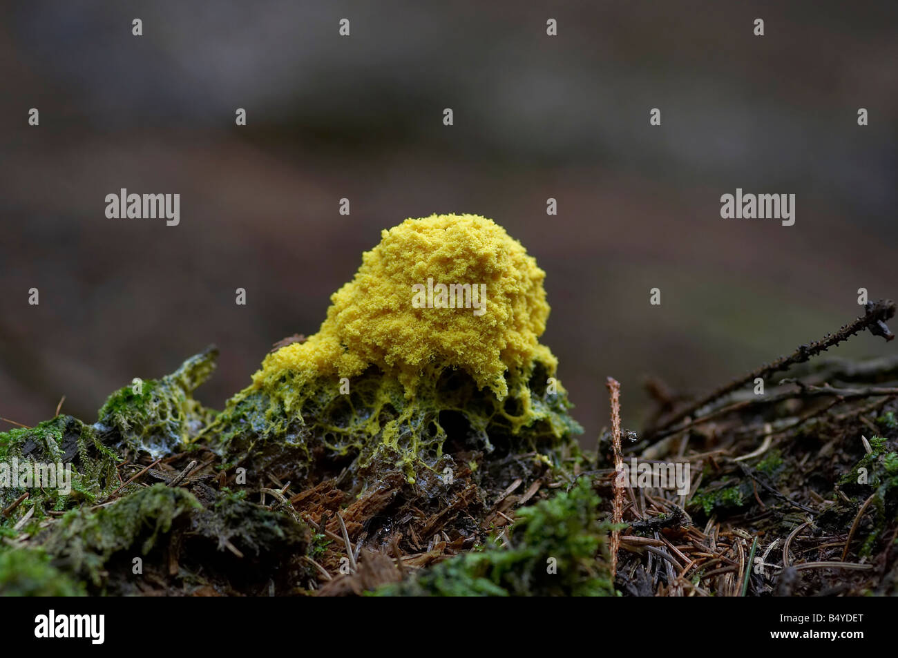 Detail - close-up - of the slime mould Stock Photo