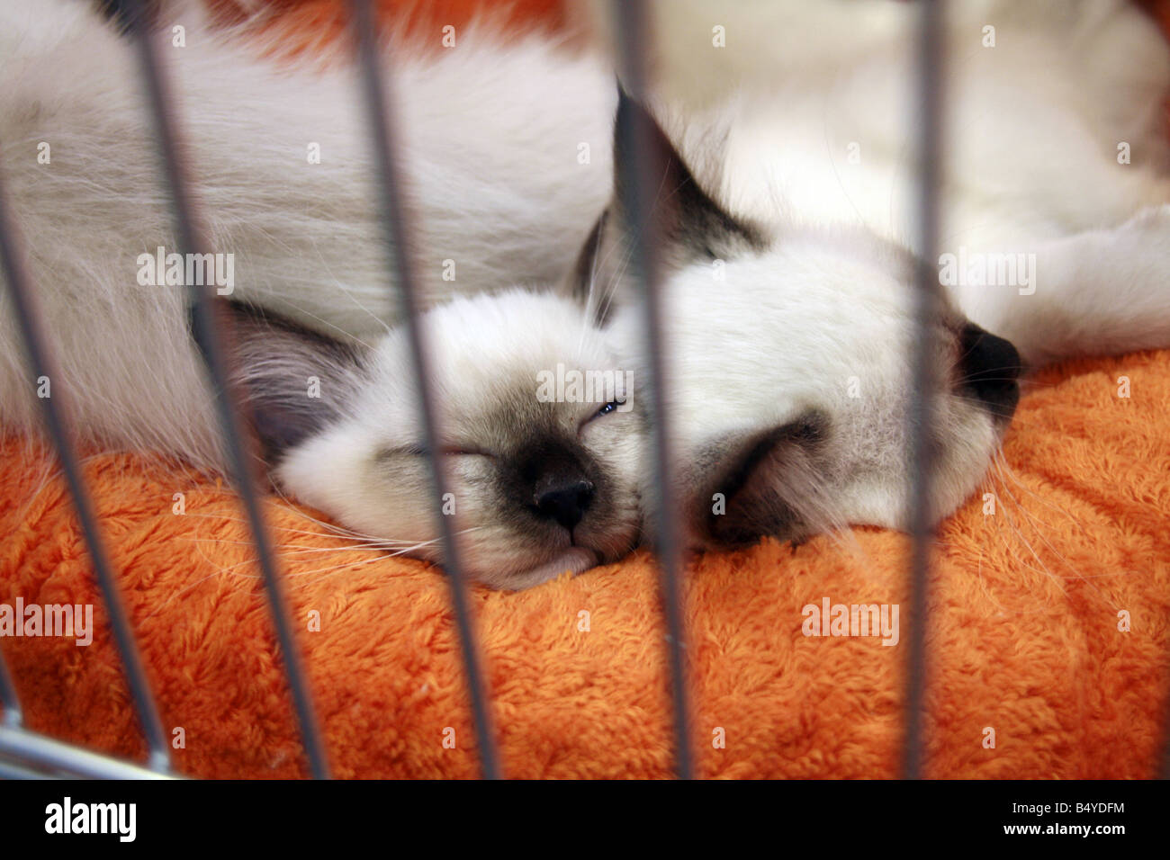 cute tired cat sleeping in cage at cat show in rome Stock Photo Alamy