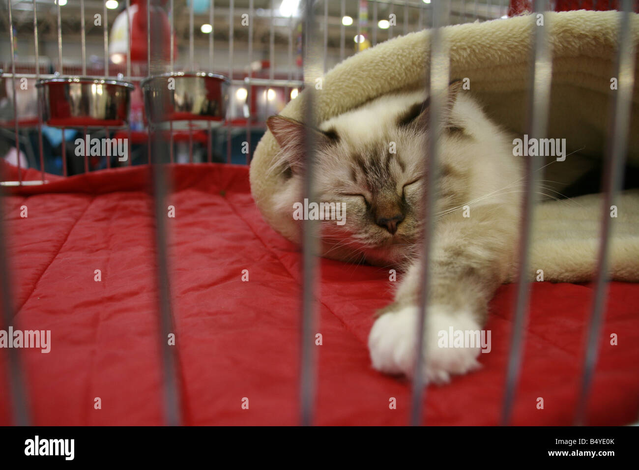 cute tired cat sleeping in cage at cat show in rome Stock Photo Alamy