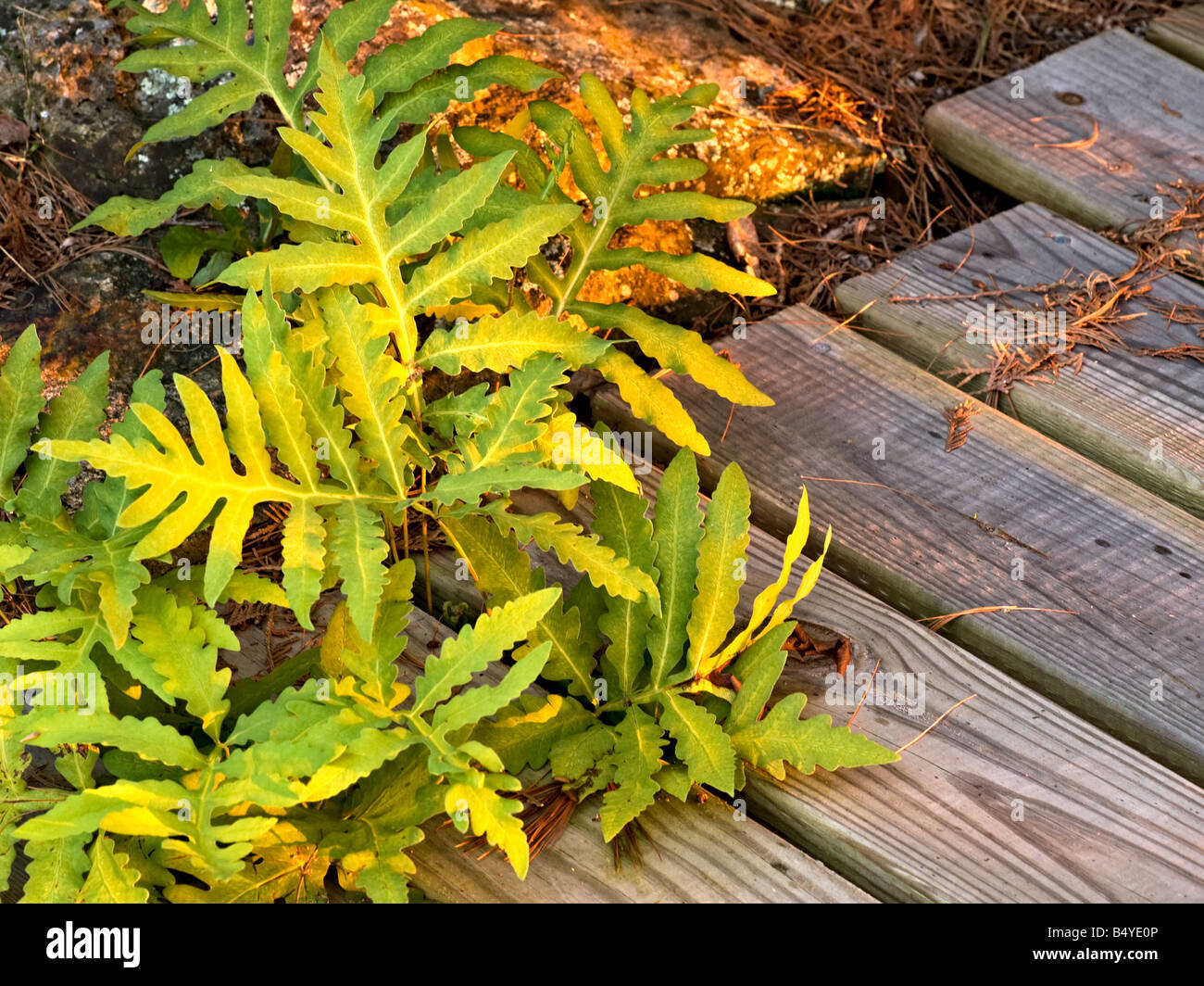 Sensitive fern growing between a dock/deck and the a rocky shoreline Stock Photo