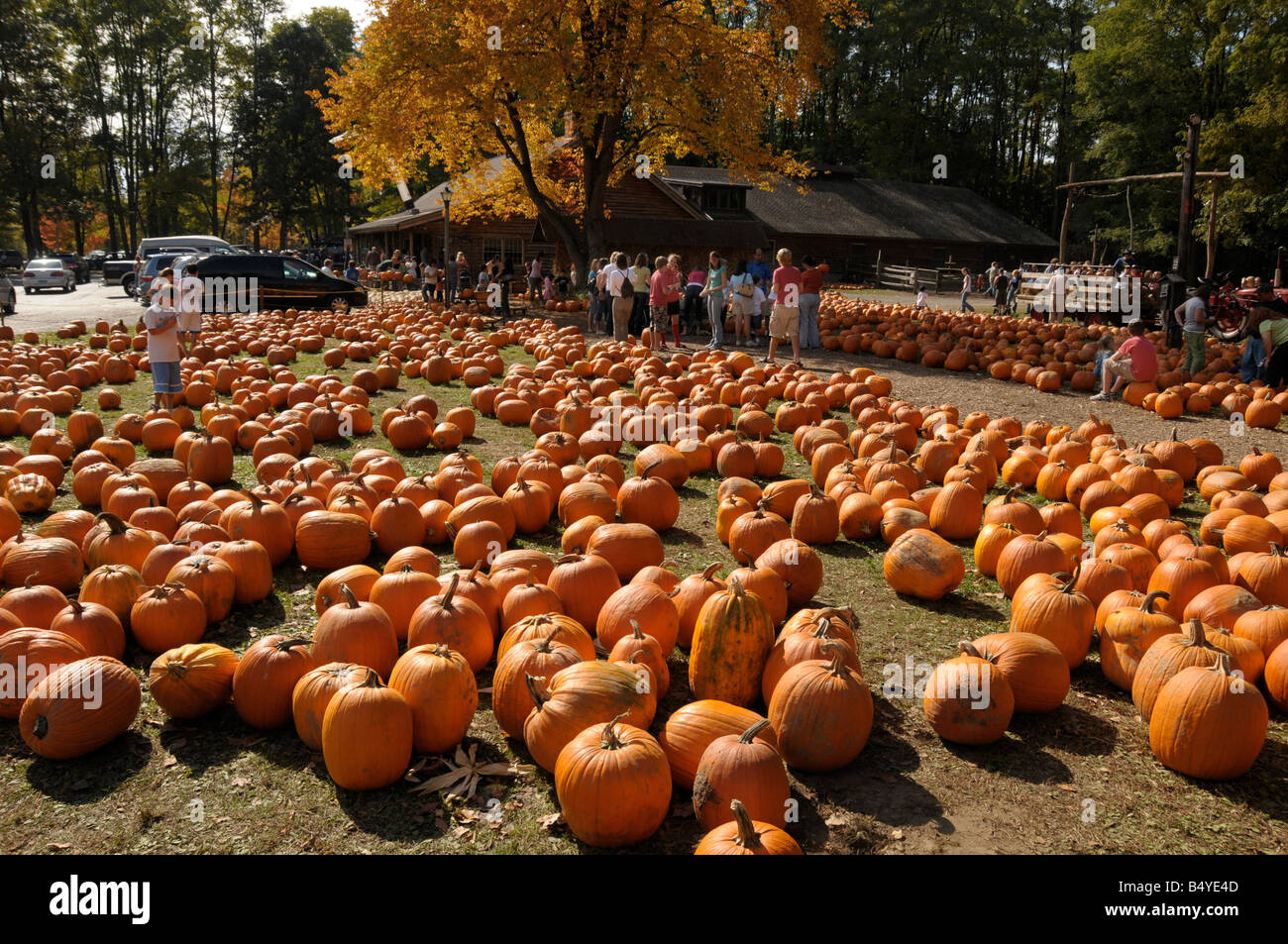 Halloween pumpkin sale at farm market, NY State, USA. Stock Photo