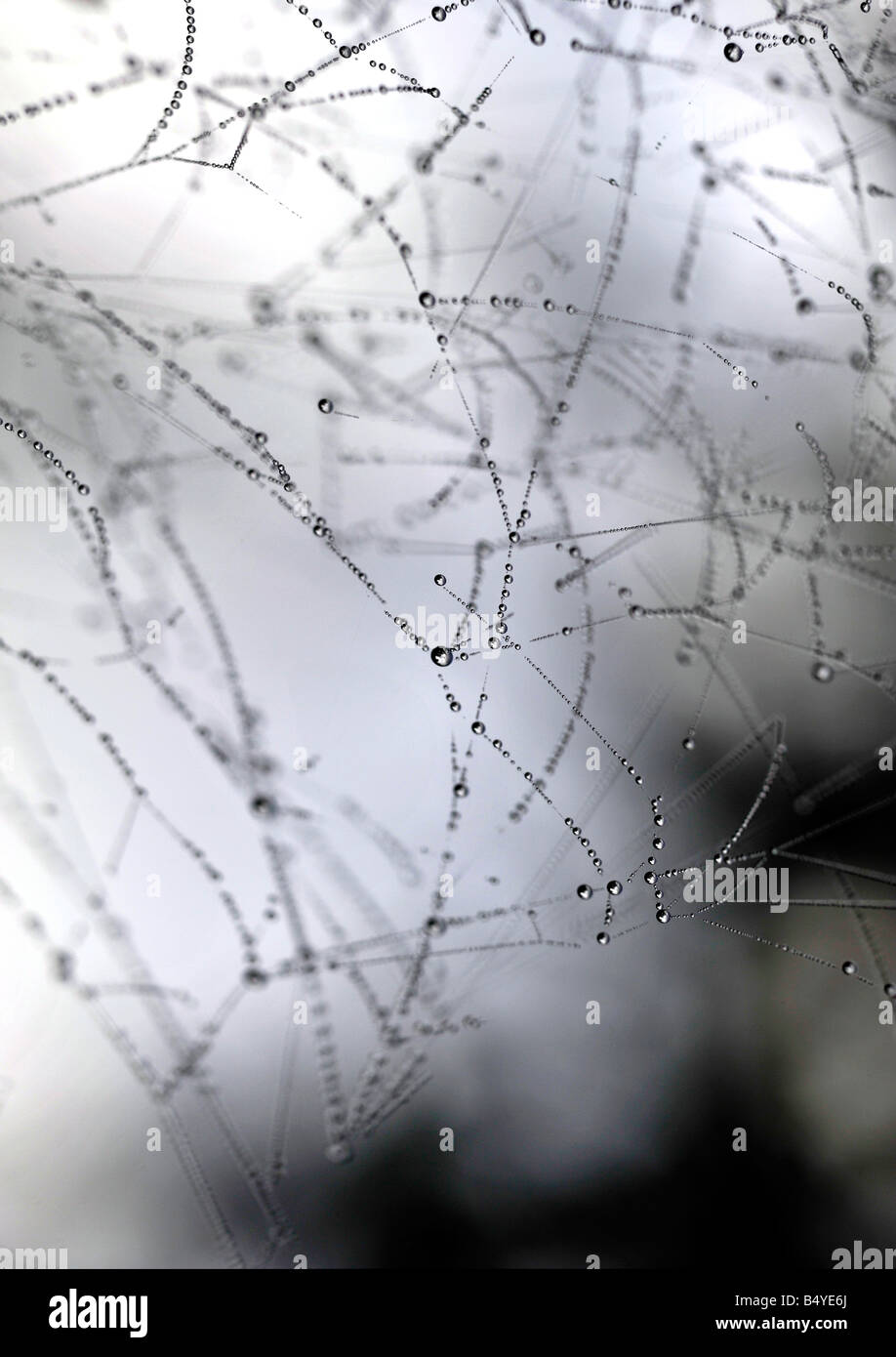 small glistening dew droplets on spiders web Stock Photo