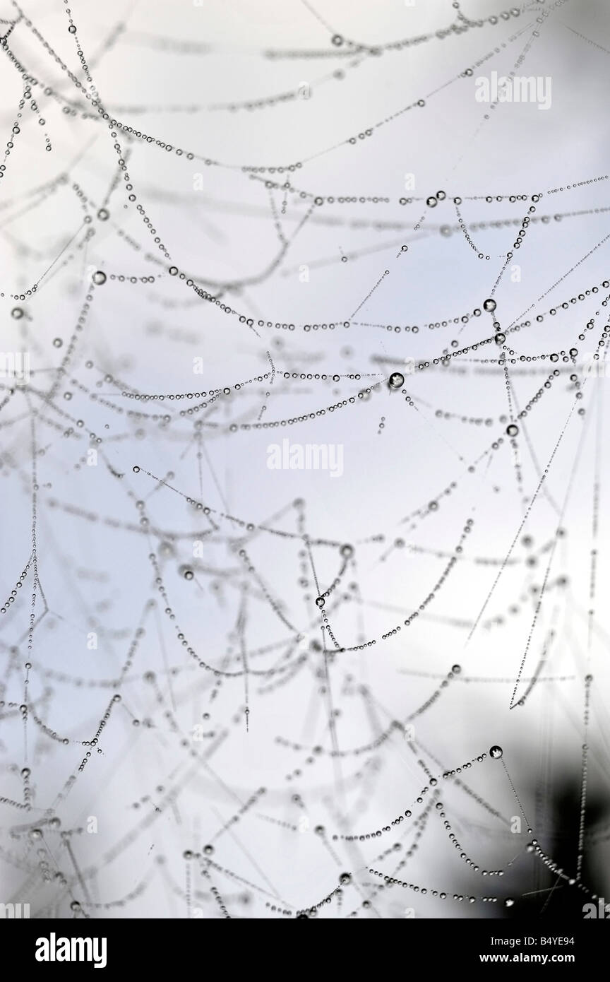 small round glistening droplets of morning dew suspended on spider s web Stock Photo