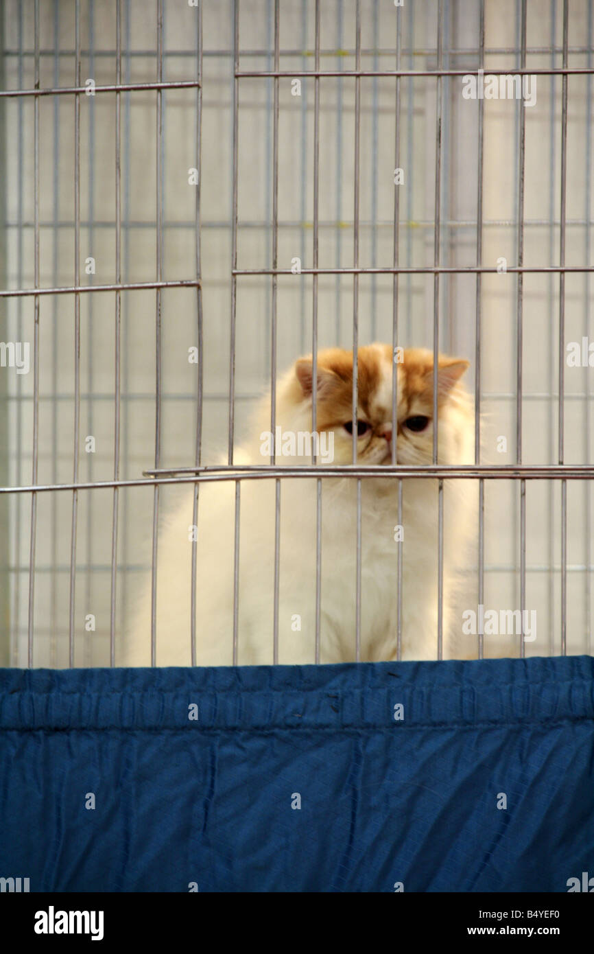 one cute cat in cage at cat show in rome Stock Photo - Alamy