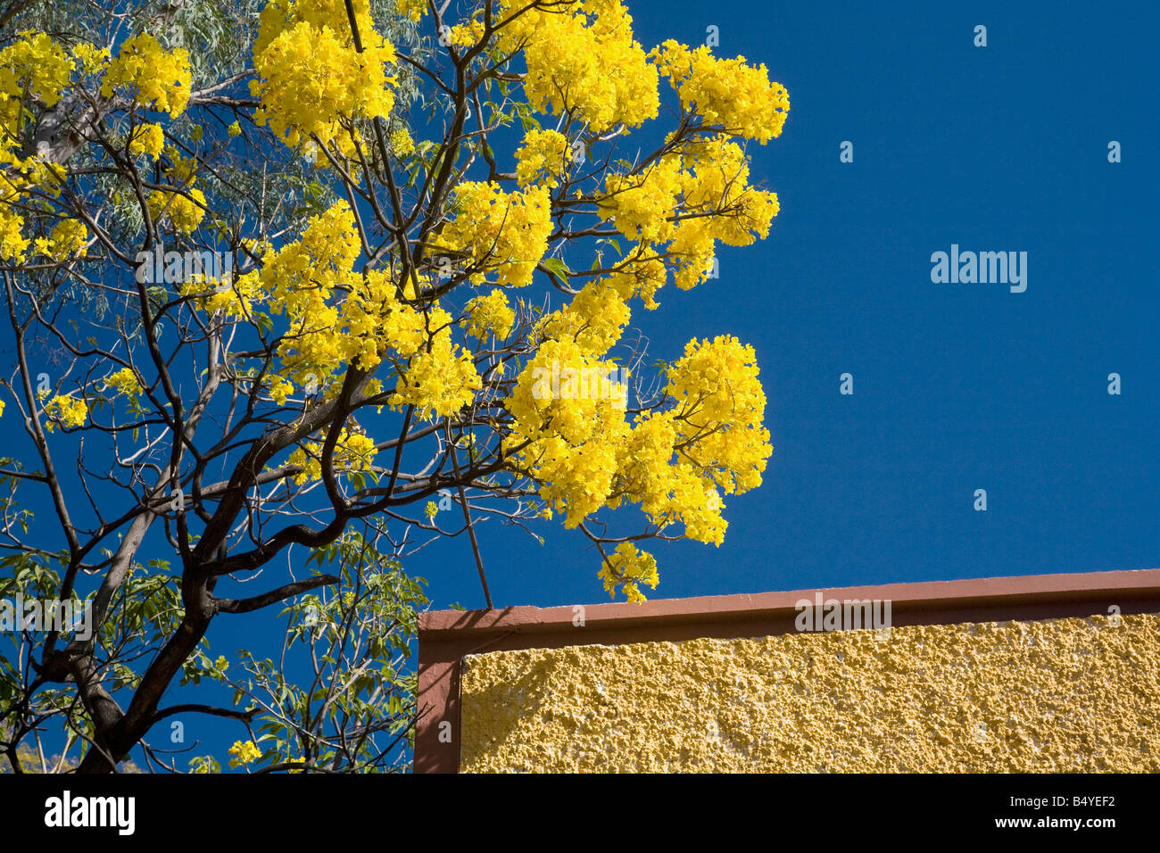 Vibrant Yellow Flower Tree Guayacan Tabebuia Brown Wall Guadalajara Mexico Stock Photo