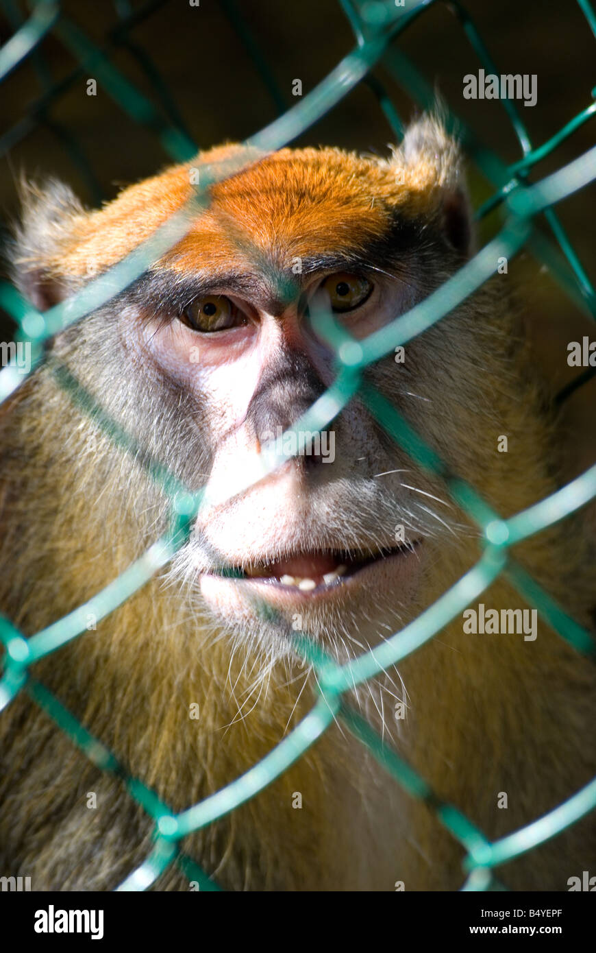 The monkey looks through a lattice of a cage in a zoo Stock Photo