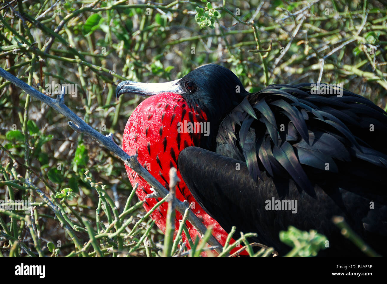 Great frigate bird Galapagos Islands Ecuador South America Stock Photo