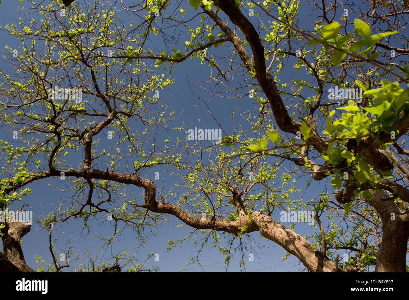 Spring season in india hires stock photography and images Alamy