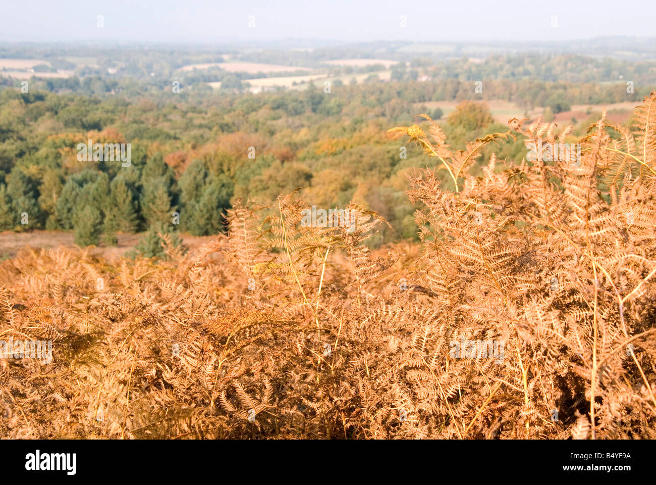a-view-looking-out-over-the-ashdown-forest-with-golden-fern-leaves-in