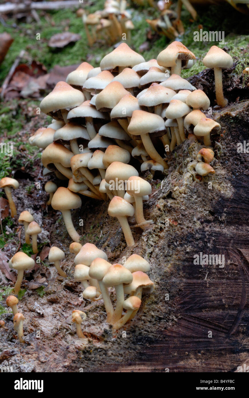 Sulphur Tuft mushrooms growing on a dead tree stump Stock Photo Alamy