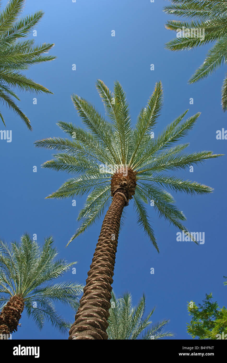 Palm Trees California palm tree s CA Fan Palm, native California palm