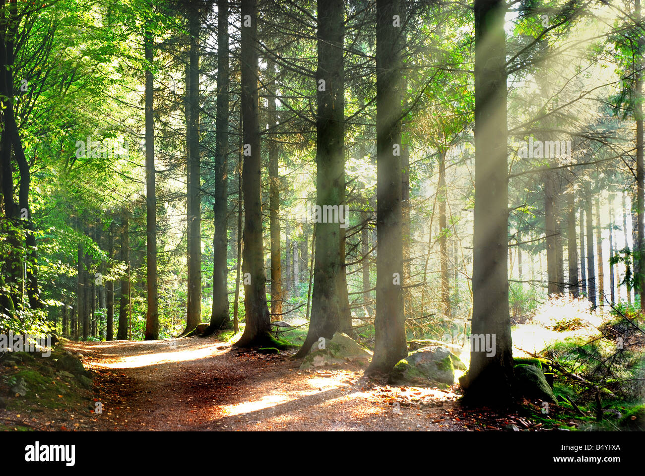 Sunbeams in forest, sunrays Stock Photo