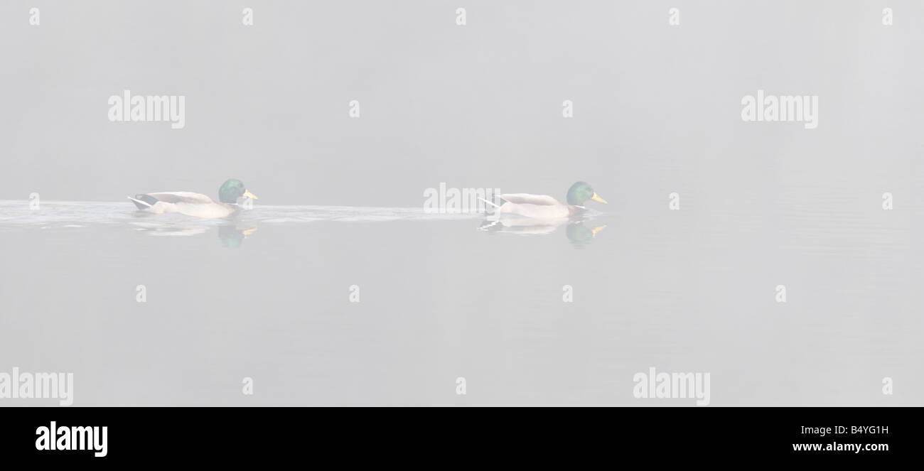 Mallards Anas platyrhynchos swimming in fog Paxton pits Cambridgeshire Stock Photo
