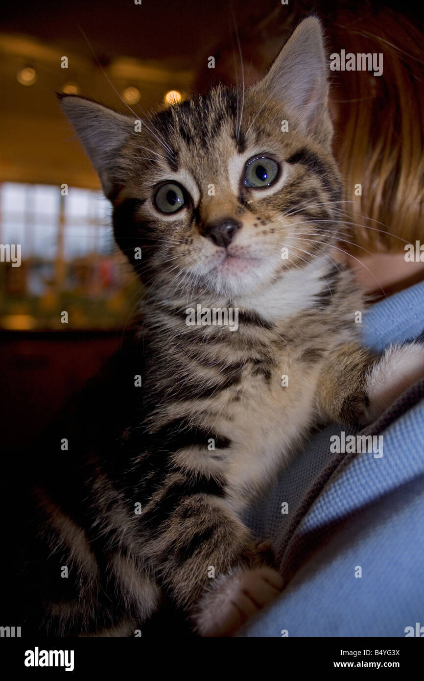 Young tabby kitten, Cotswolds UK Stock Photo - Alamy