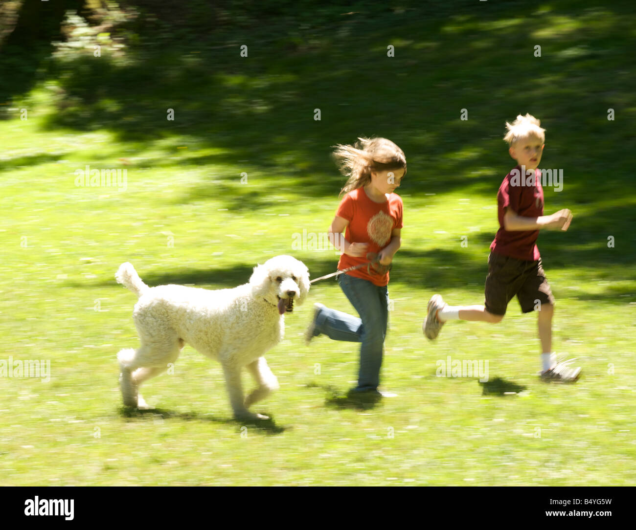 Standard poodle runs with kids Stock Photo Alamy