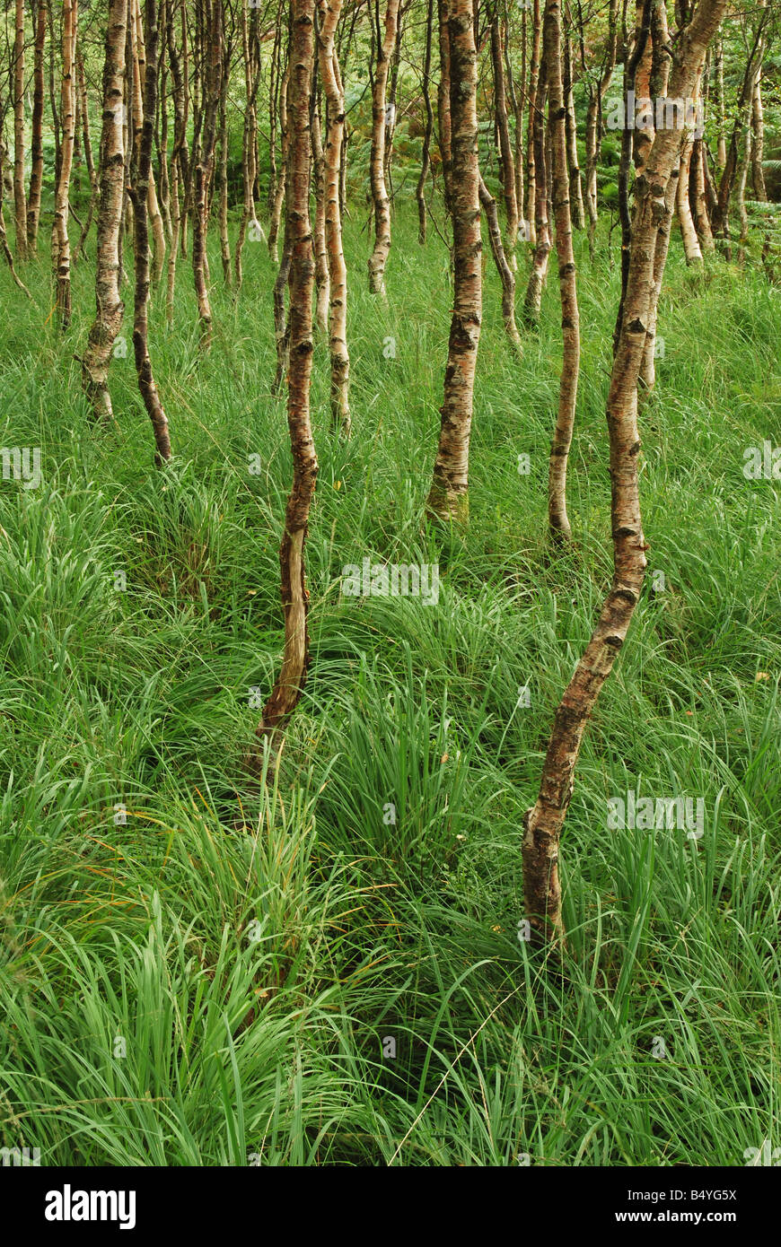 Young Birch trees, Betula pendula, Glenfinnan, Loch Shiel, Lochaber, Scotland, UK. Stock Photo