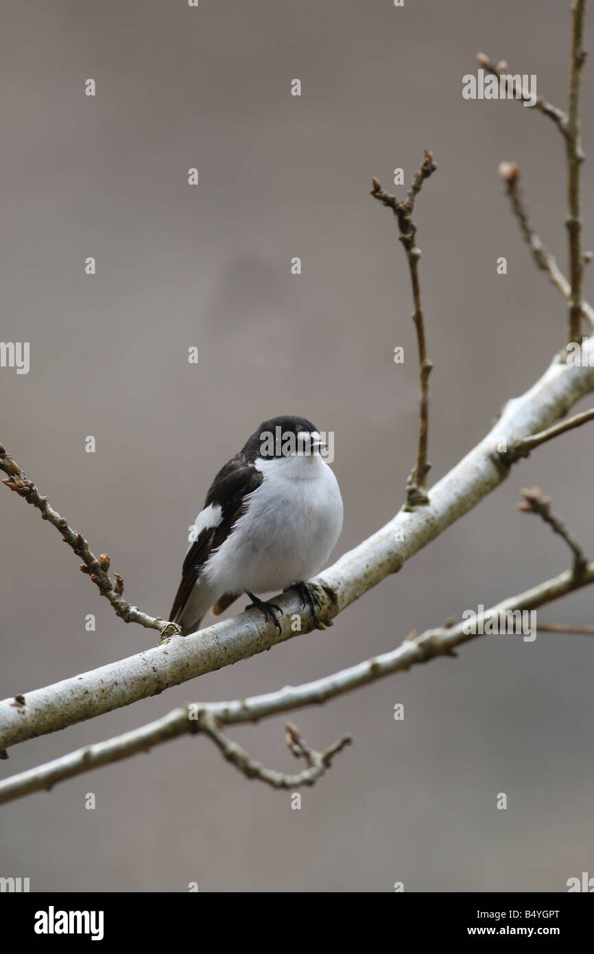PIED FLYCATCHER Ficedula hypoleuca MALE PERCHING ON BRANCH EARLY SPRING Stock Photo