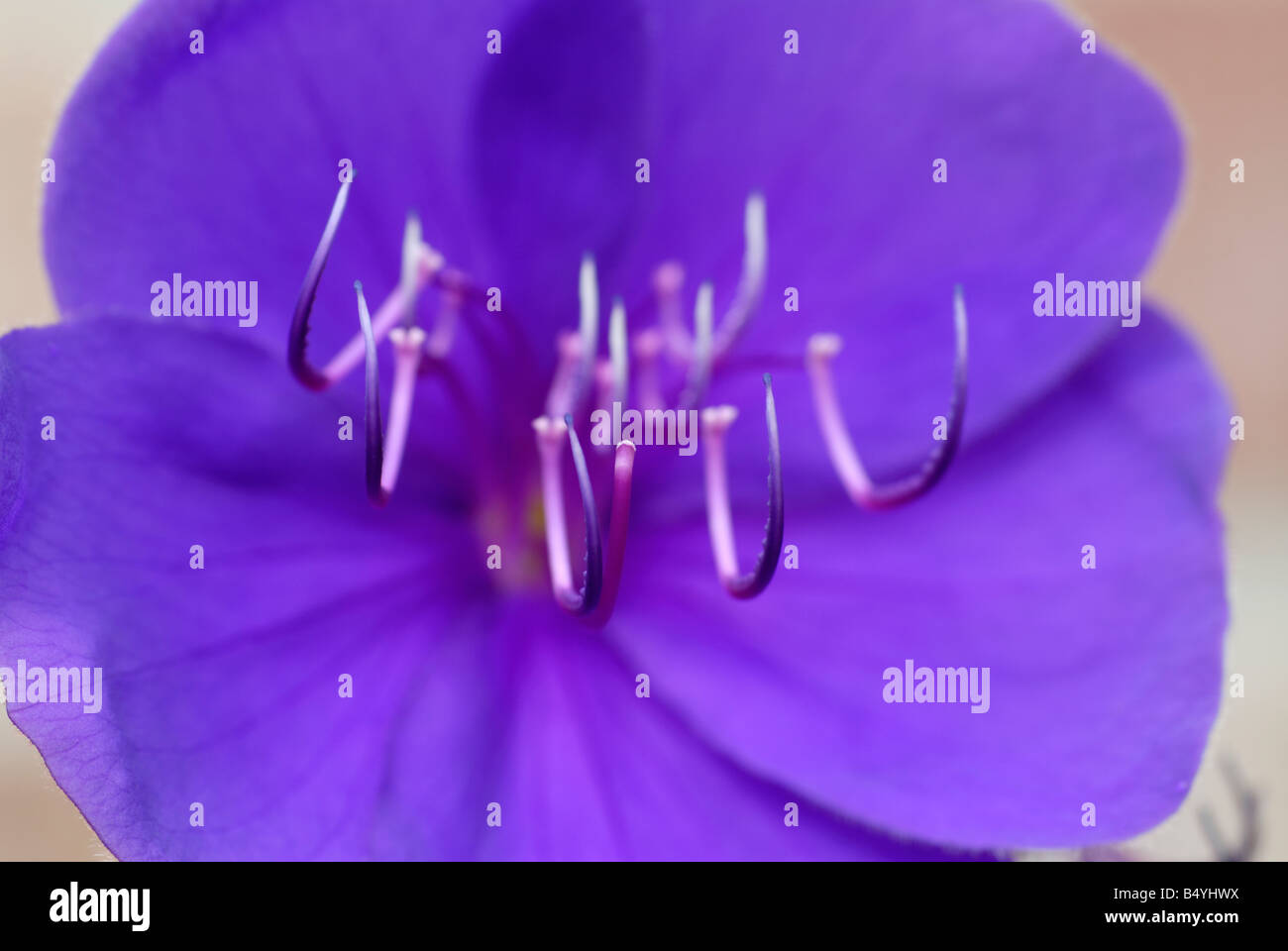 Purple flower head of a 'Glory Bush' Stock Photo