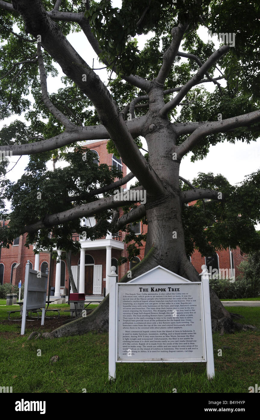 kapok tree key west florida Stock Photo - Alamy