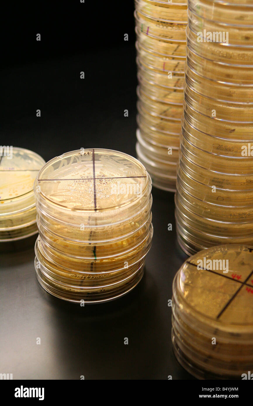 Stacked petri dishes in a lab. Stock Photo