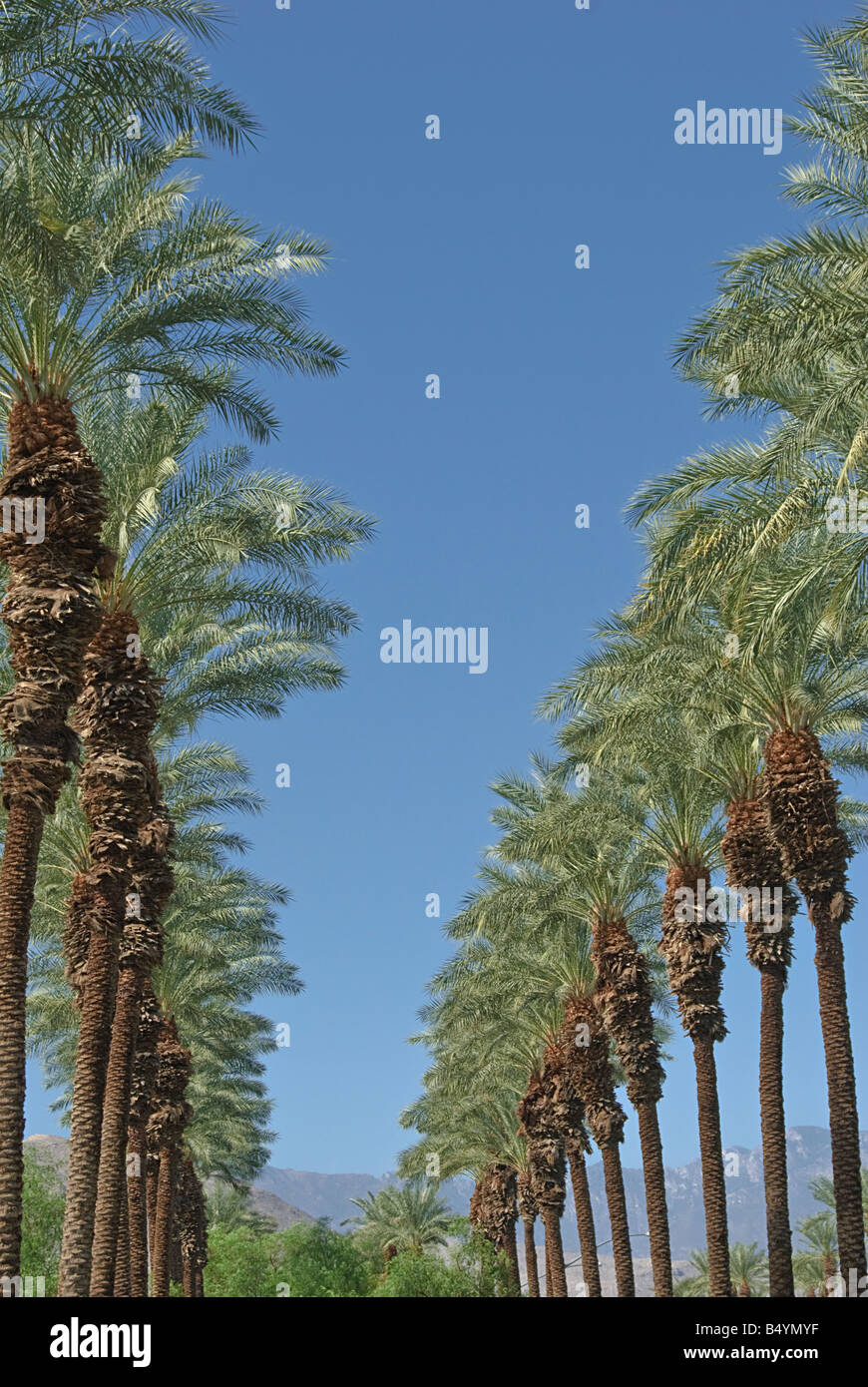 Palm Trees California palm tree s CA Fan Palm, native California palm