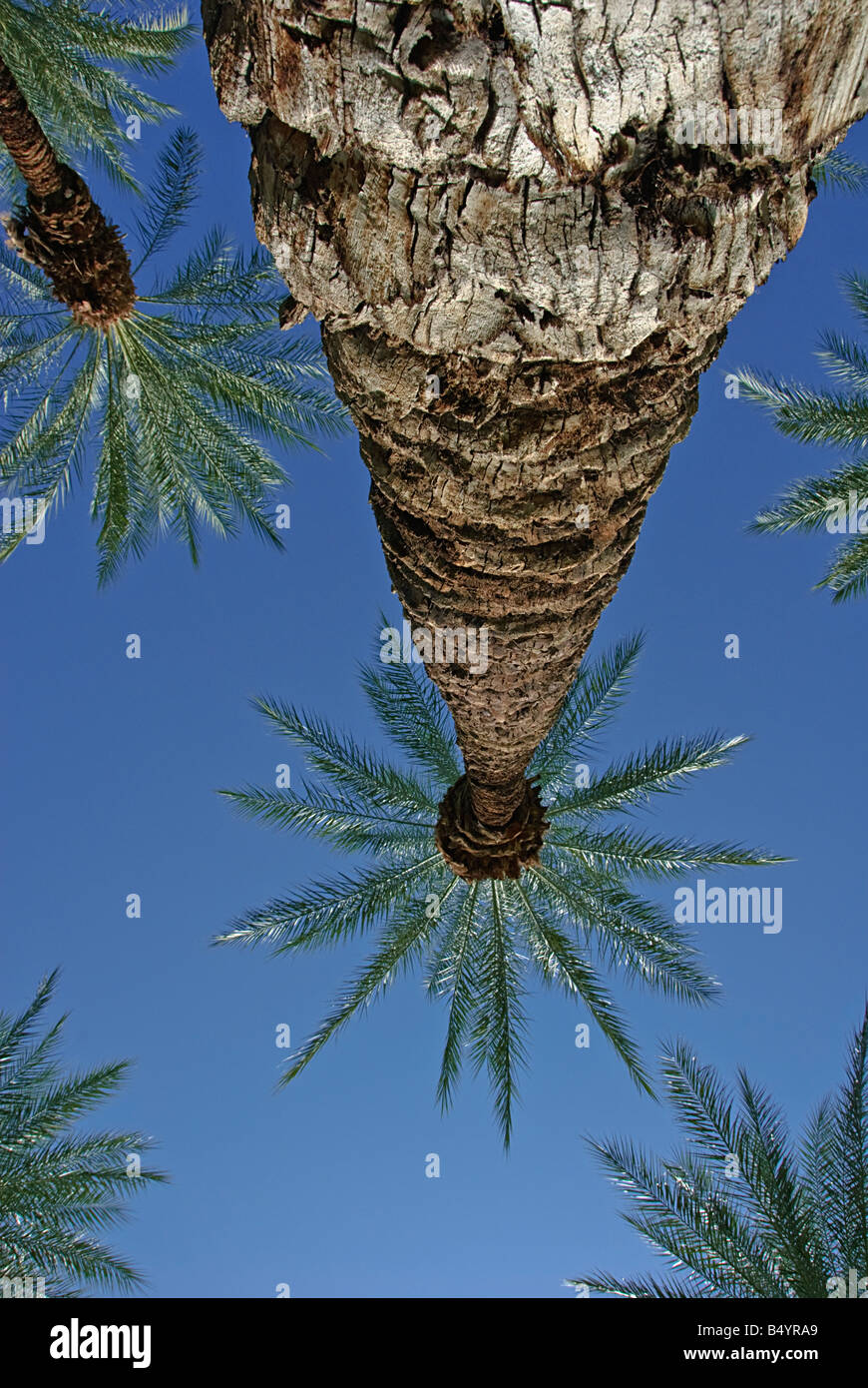 Palm Trees California palm tree s CA Fan Palm, native California palm