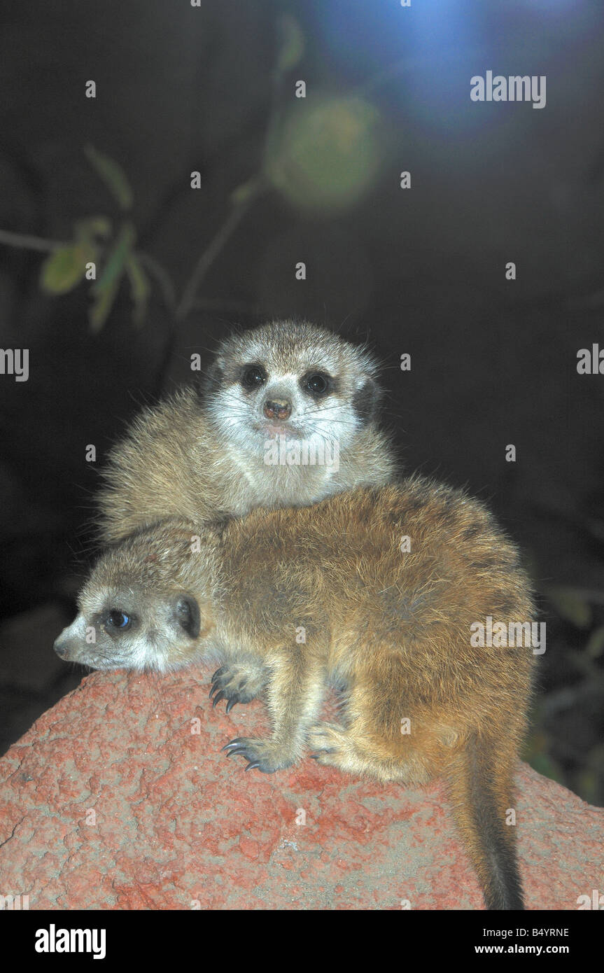 A Pair of Lemurs Stock Photo
