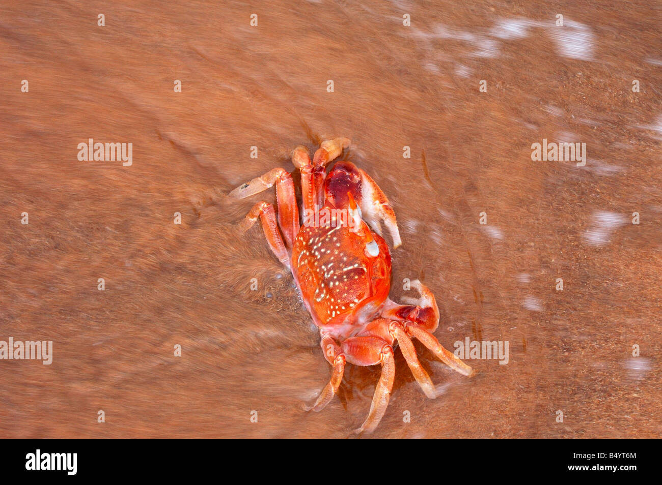 Ghost Crab Ocypode gaudichaudii Galapagos Islands Ecuador South America Stock Photo