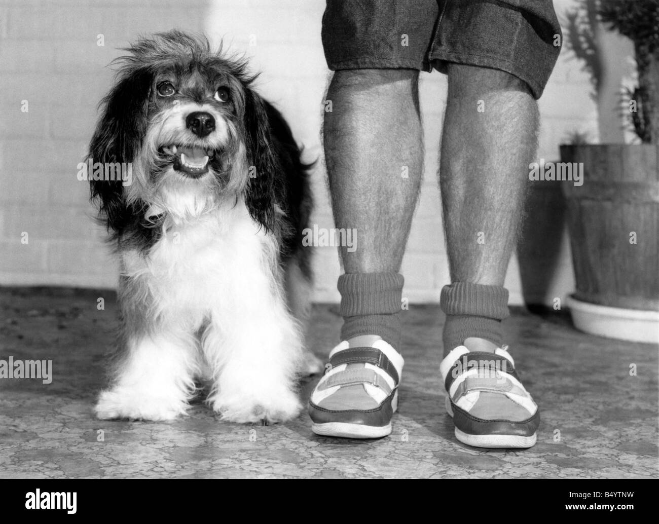 Animals Dog. Hairy legs Ernie (right) with Pippin. September 1984