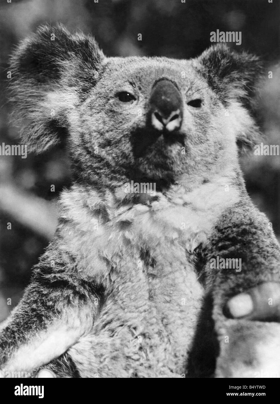 Animals Koala Bears. Look straight at the camera and smile, please