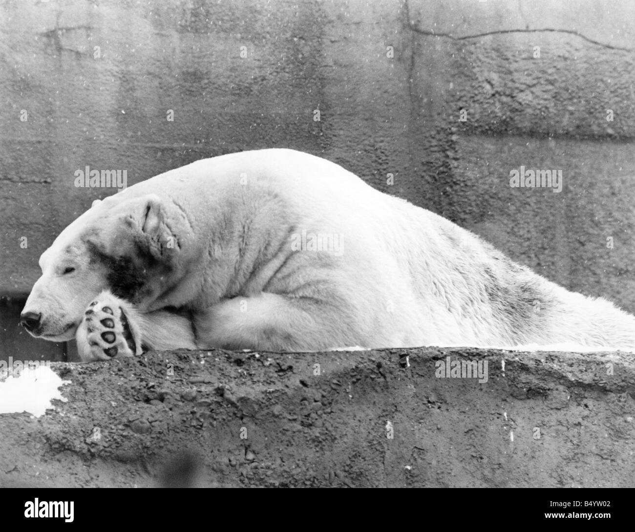 Animals - Bears - Polar. Dozy....A Polar Bear snoozing at the Zoo. January 1985 P000368 Stock Photo
