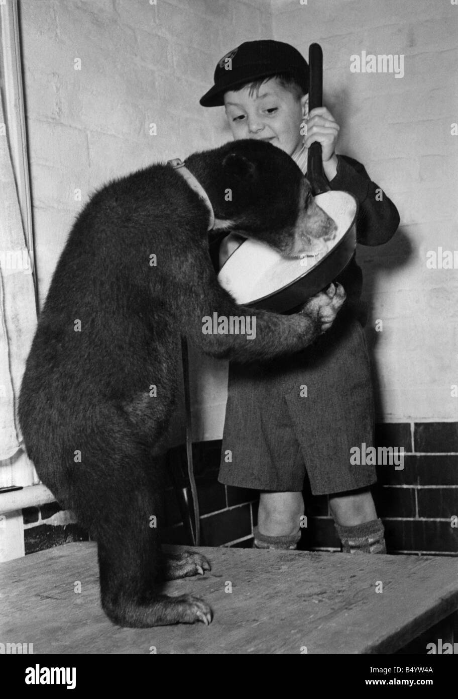 Animals - Bears. April 1948 P000397 Stock Photo