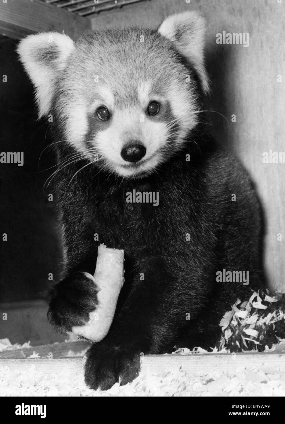 Red panda Pale 初代 Red panda nepal Black and White Stock Photos & Images - Alamy