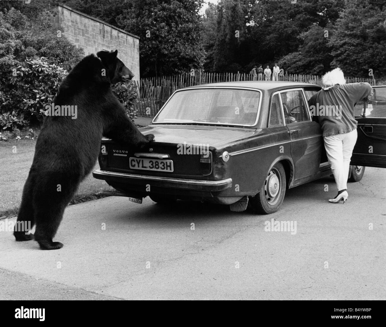 https://c8.alamy.com/comp/B4YWBP/animals-bears-push-pawsodin-with-muriel-and-her-volvo-sept-1985-p000414odin-B4YWBP.jpg
