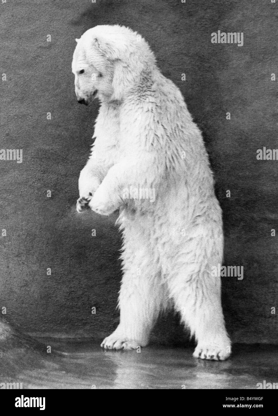 Animals - Bears - Polar. Pipaluk now he's still a great big softie. February 1975 P000435 Stock Photo
