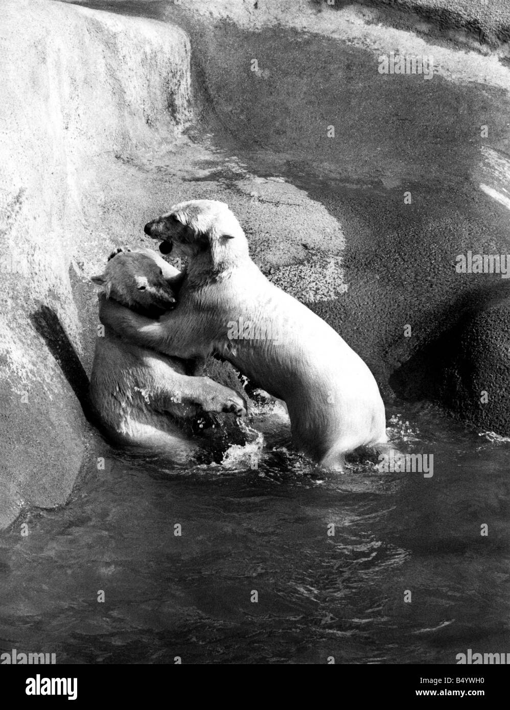 Pipaluk, the London Zoo's cuddly little polar bear cub of last year has grown up fast, and the zoo authorities have recognised his approaching adulthood by providing him with a potential mate, in the form of Sabrina, a youngster from the Bristol Zoo. April 1969 P000437 Stock Photo