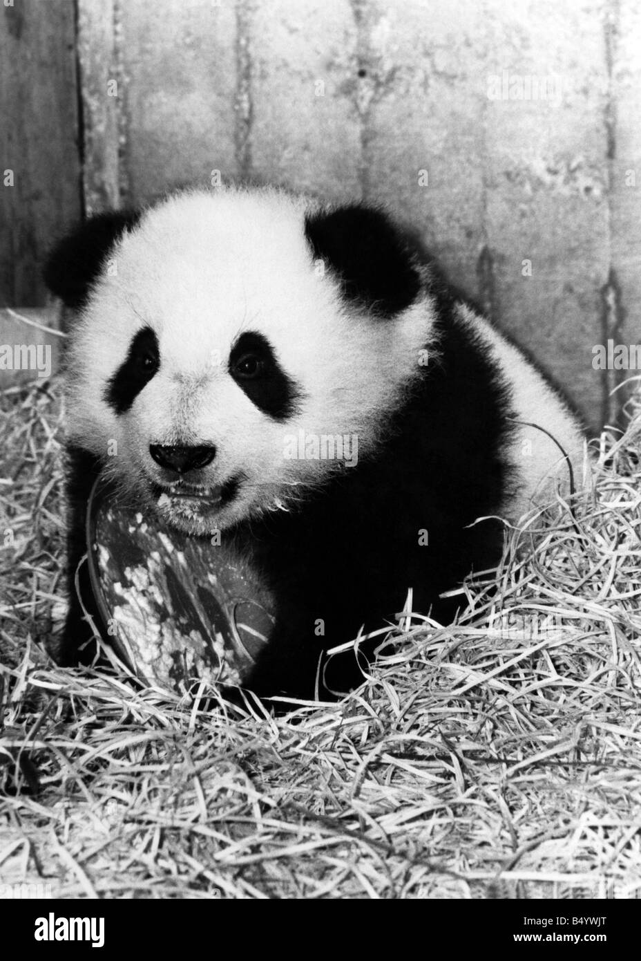 Animals - Bears - Pandas Baby Panda 'Chu-Lin' (Madrid Zoo). P000544 Stock Photo