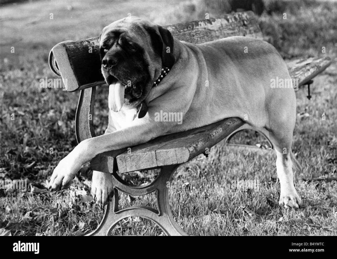 Animals Dogs Great Dane. November 1968 P000574 Stock Photo