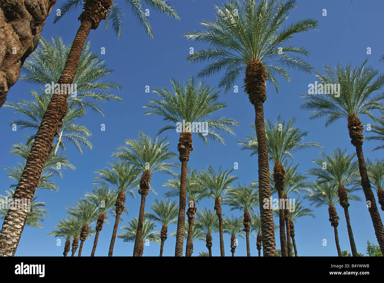 Palm Trees California palm tree s CA Fan Palm, native California palm