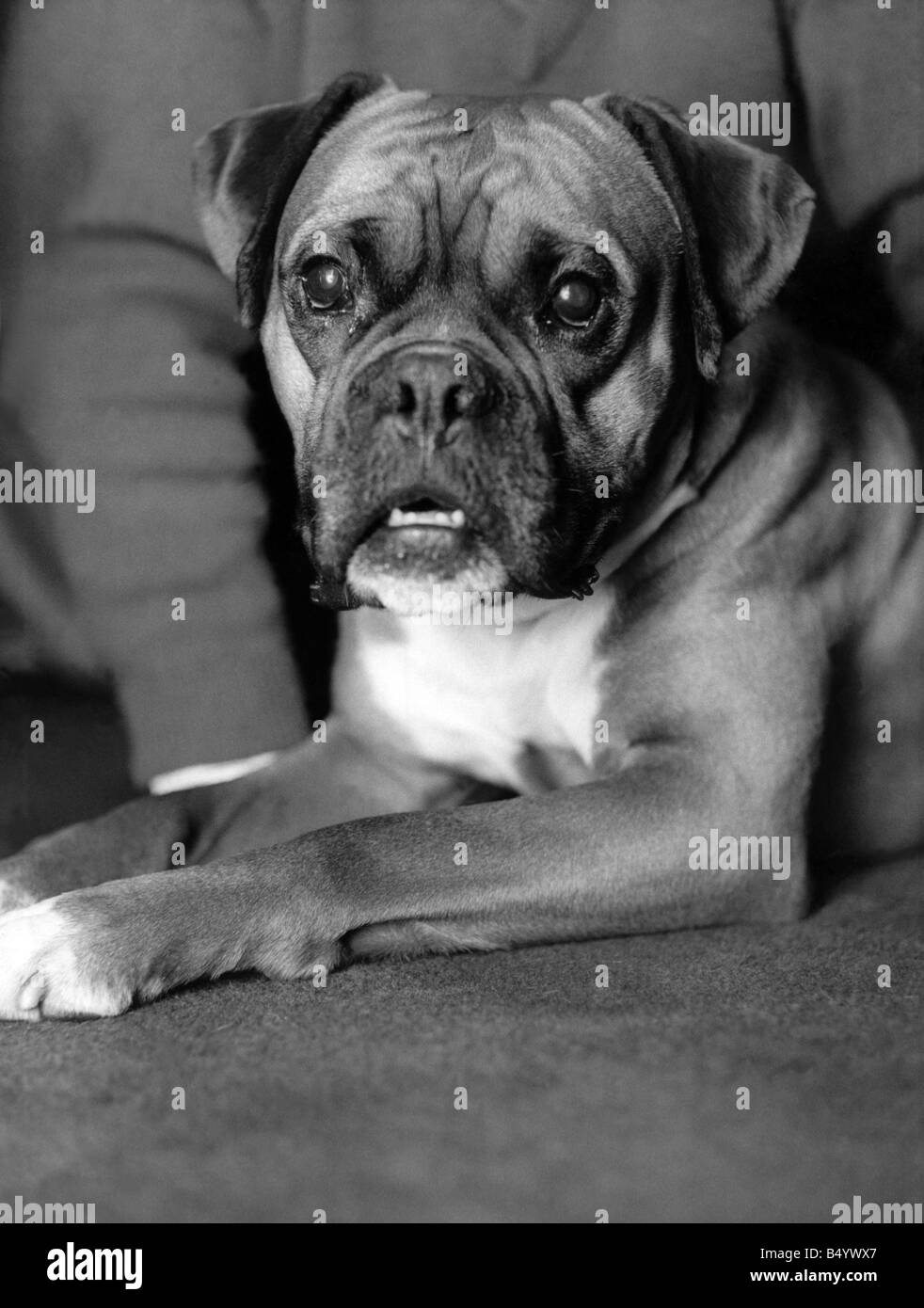 Animals - Dogs - Boxer. February 1966 P000584 Stock Photo