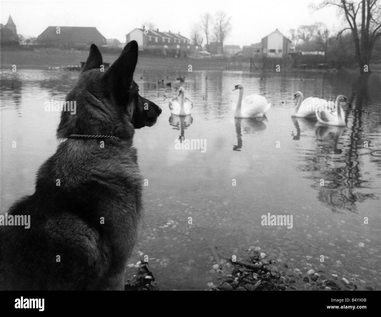 Animals - Dogs : Guard Dogs. January 1968 P000597 Stock Photo